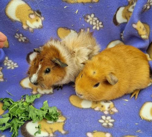 Image 3 of Baby Guinea Pigs Californian Aby and a Crested
