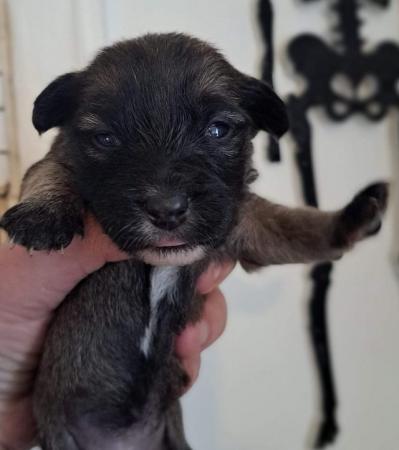 Image 2 of Beautiful wesite x Yorkshire x Jack Russell puppies