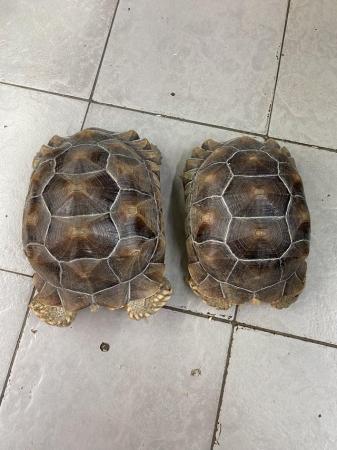 Image 2 of 2021 Sulcata tortoises £350 Each or £600 Both