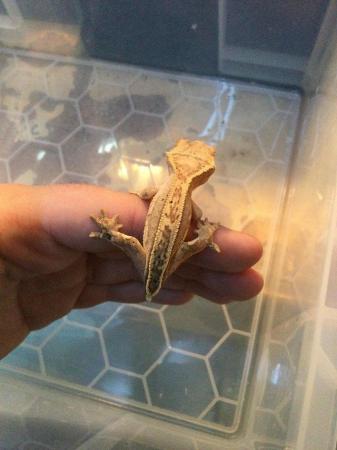 Image 2 of Partial pinstripe flame Dalmatian crested gecko £80