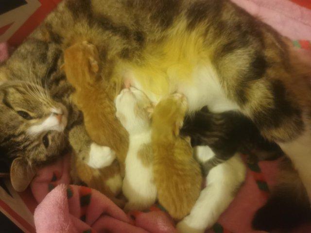 Preview of the first image of 2 days old. 5 kittens mixed.