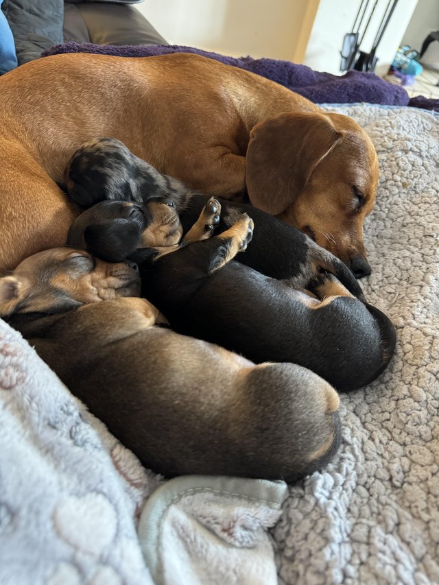 Preview of the first image of Miniature Dachshund puppies.
