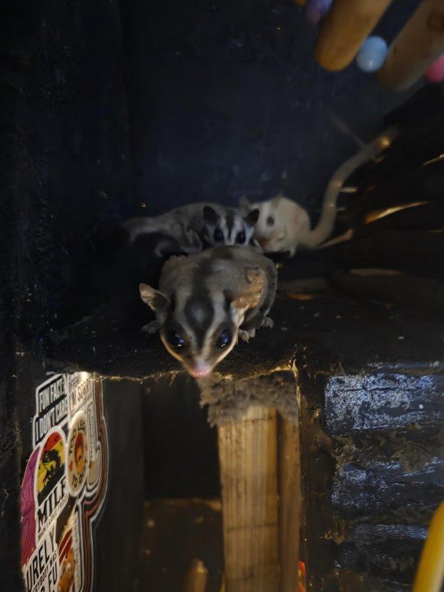 Sugar glider pair for sale — photo 3 of 4