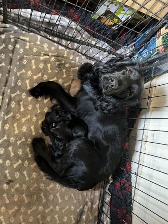 Image 2 of **Ready to leave now** black cockapoo boy