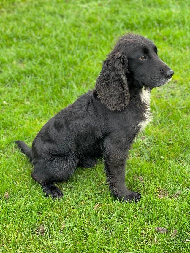 Preview of the first image of Kc regd black cocker spaniel stud.