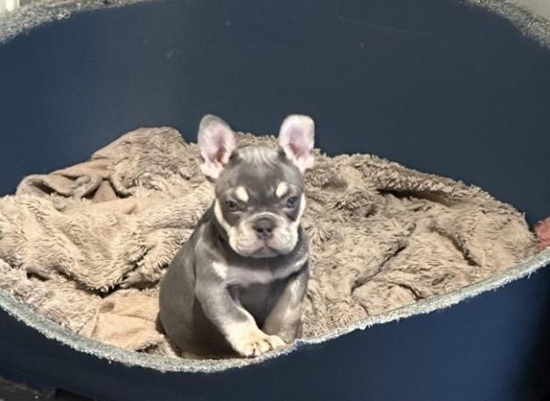Image 5 of Beautiful KC Registered French Bulldog Puppy SOLD