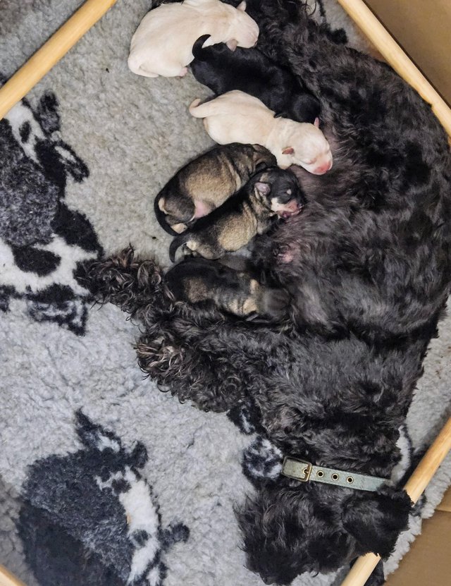 Preview of the first image of Beautiful Miniature Schnauzer Puppies For Sale.