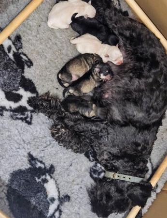 Image 1 of Beautiful Miniature Schnauzer Puppies For Sale