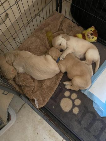 Image 3 of Golden Retriever puppies for sale