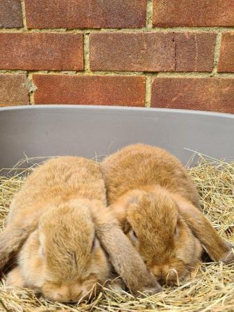 Image 11 of Adorable Dwarf Lop baby Rabbits.