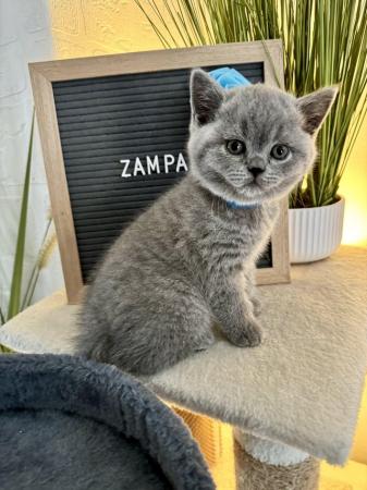Image 5 of 11 weeks ok ready soon - BSH kittens GCCF active registered