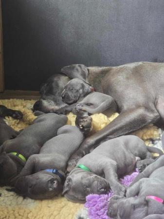 Image 5 of Beautiful big strong litter of Danes