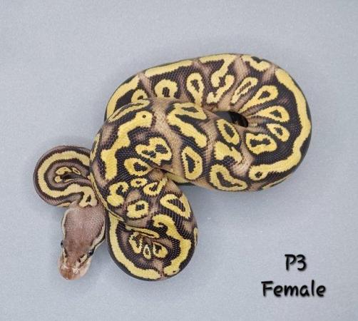 Image 16 of Various Hatchling Ball Python's CB23 - Availability List