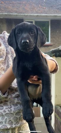 Image 7 of READY TO LEAVE8 weeks old black labrador puppies