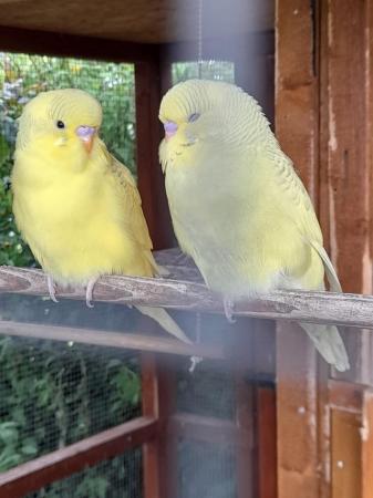 Image 2 of Beautiful baby budgies ready for rehoming