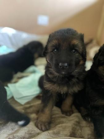 Image 6 of 4 gorgeous chunky medium coated puppies