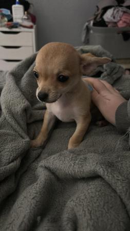 Image 2 of Female 12 week old chihuahua puppy fully vaccinated
