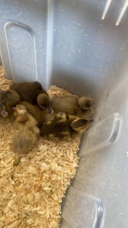 Image 3 of Indian Runner X Khaki Campbell Ducklings