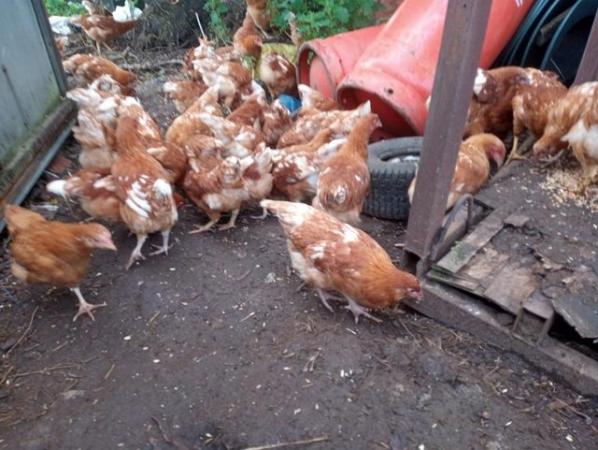 Image 3 of Point of Lay Goldline Chickens