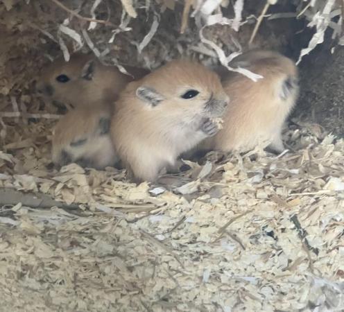 Image 3 of 5 Baby gerbils Ready 12th July