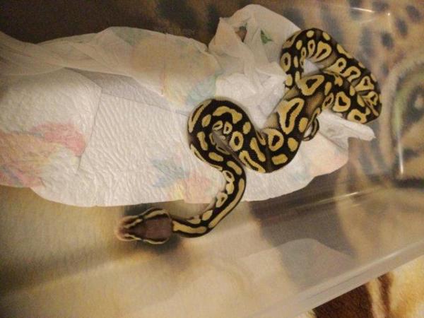 Image 5 of Pastel Mojave het Ghost Baby Ball Python