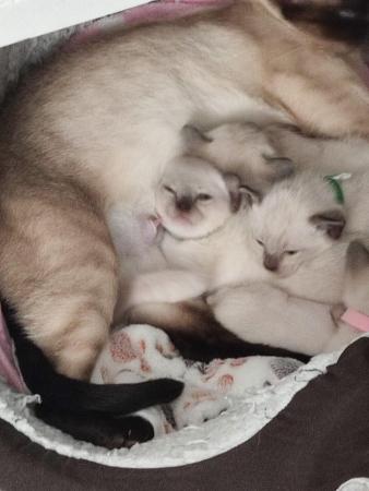Image 11 of 5 Male Siamese kittens for sale - 3 LEFT - WHITE, GREY SOLD