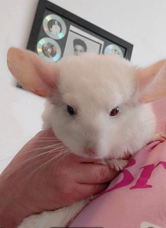 Image 5 of Female Chinchilla pink white 6 years old..friendly