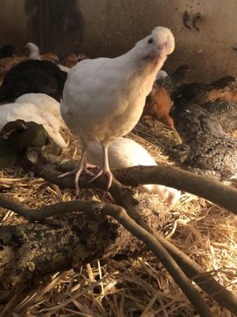 Image 2 of 150 happy healthy 7 week old, vaccinated sexed pullet chicks