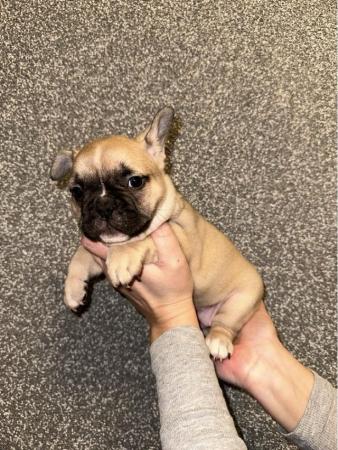 Image 3 of French Bulldogs puppies