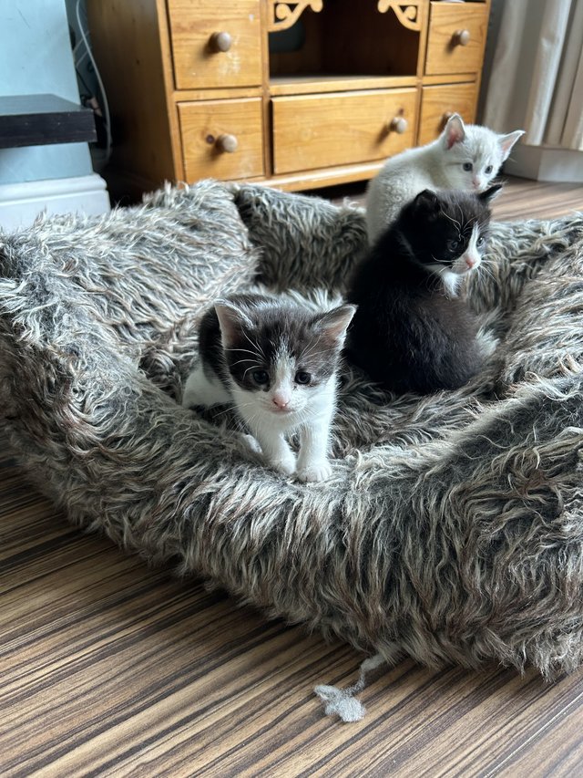 Preview of the first image of *1 Girl left* - Beautiful friendly kittens.