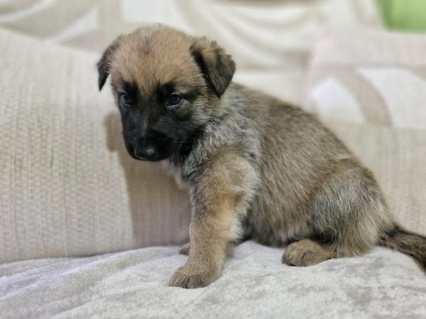 Image 2 of German shepherd cross Belgium Malinois puppies for sale