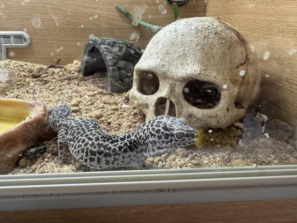 Image 5 of Almost four year old leopard gecko and set up
