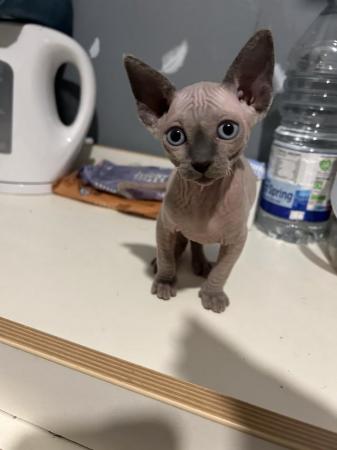 Image 1 of ** Blue Mink Sphynx Boy available ** READY TO LEAVE