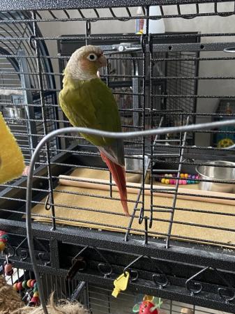 Image 2 of Silly tame female pineapple conure now available