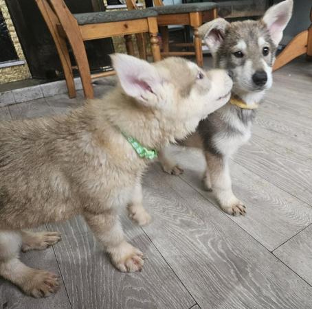 Image 9 of Adorable malamute cross puppies for sale