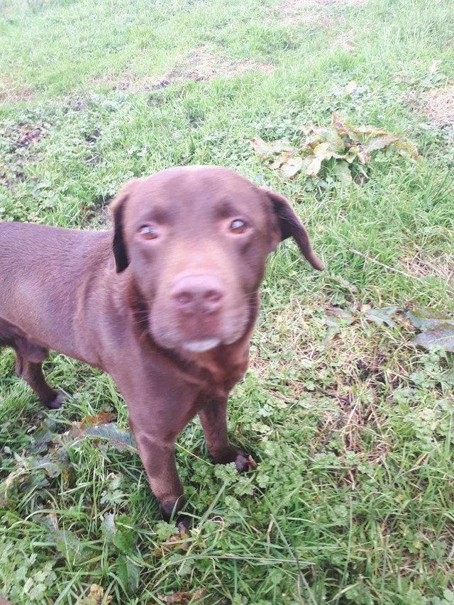 Preloved chocolate hot sale labradors for sale