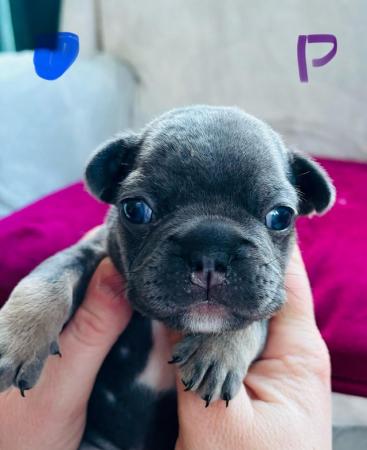 Image 9 of Ready to leave French bulldog puppies