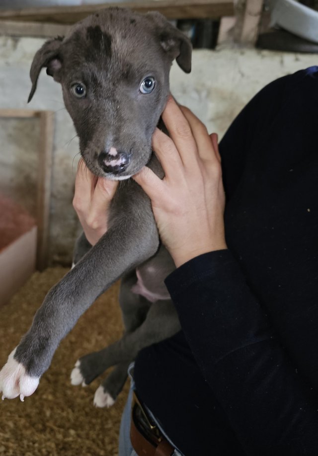 Saluki greyhound puppies for 2024 sale