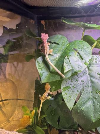 Image 2 of Lily white crested geckos for sale
