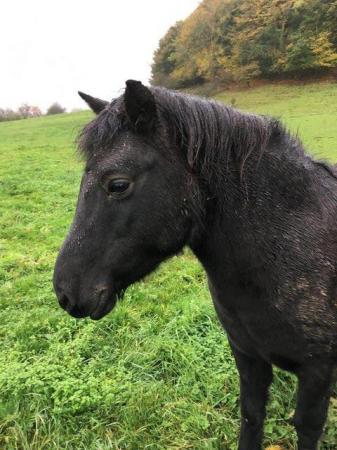 Image 5 of Pretty Dartmoor Companion Rescue Project Pony Mare