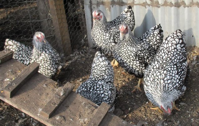 Image 2 of 6 Silver Laced Wyandotte Bantam Hatching Eggs. Quality Bird
