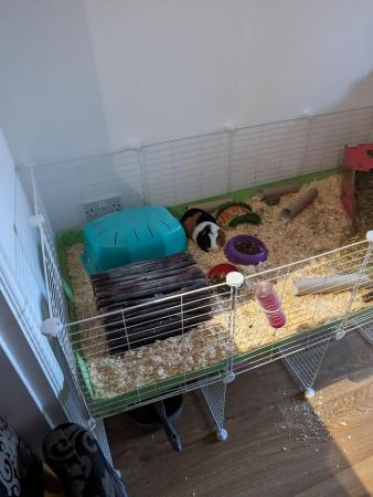 Image 2 of 2year old female guinea pig pair