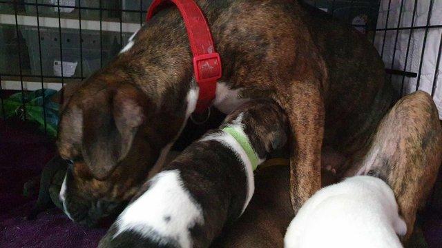 Image 3 of Staffordshire Bull Terrier X Boxer X American Akita Puppies