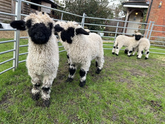 Preview of the first image of Valais blacknose wether lambs.