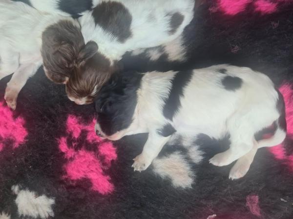 Image 9 of Stunning springer pups for sale