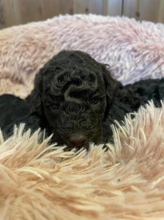 Image 12 of Miniature poodle boy blackVolgarus Chelsey Nights