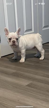 Image 2 of 12 Week old lilac cream French bulldog boy