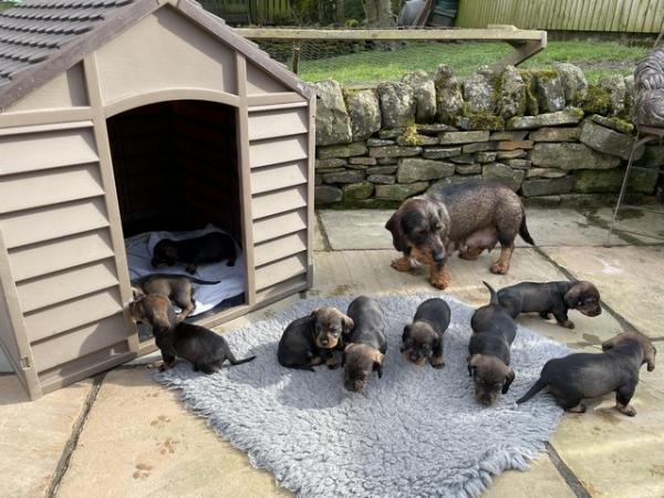Image 2 of K C wire haired dachshund. Teckel puppies