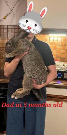 Image 2 of Pure Continental Giant Rabbits