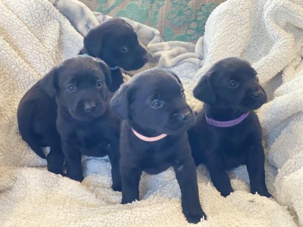 Image 1 of Kc registered Labrador puppies